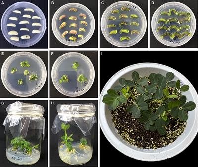 Red fluorescence protein (DsRed2) promotes the screening efficiency in peanut genetic transformation